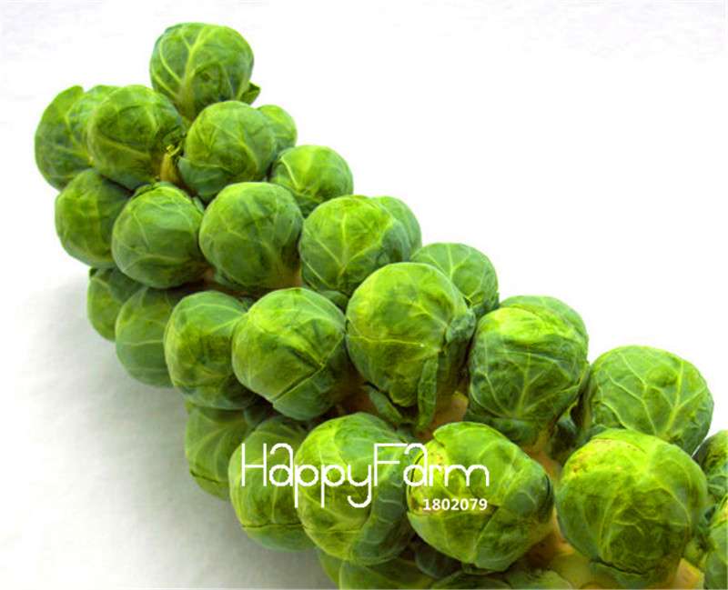 Non-GMO Brussels Sprouts Seeds - Heirloom Vegetable Seeds for Home Garden, DIY Planting & Fresh Decor