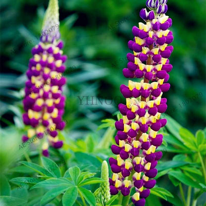 Rainbow Lupine Seeds - Colorful, Easy to Grow Flower Seeds for Garden | Fast Shipping