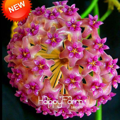 Dark Hoya Carnosa Seeds - Fresh Balcony Potted Flowers, Orchid Seed Mix for Home Gardening