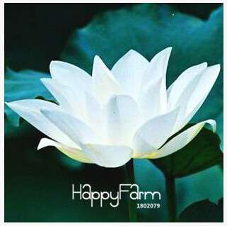 Affordable Water Lily Seeds for Bonsai & Balcony - Easy-Grow Potted Flowers