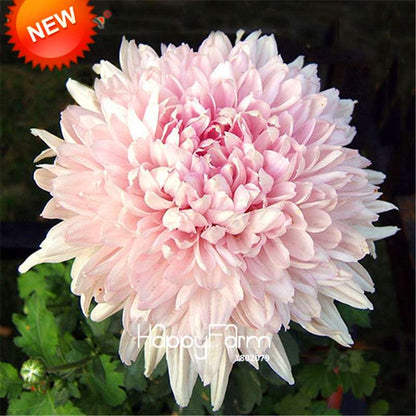 Orange Chrysanthemum Fireworks Flower Seeds - Bonsai Balcony Garden, Fast Shipping USA