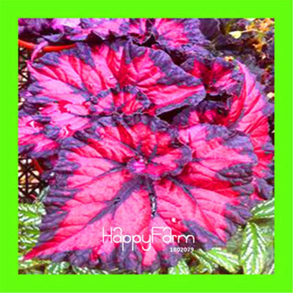 Begonia Flower Seeds - Vibrant Potted Bonsai for Garden, Balcony & Courtyard | Fast-Growing Coleus Seeds