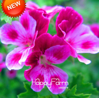 Rare Pink Butterfly Geranium Seeds - Perennial Pelargonium Peltatum for Garden