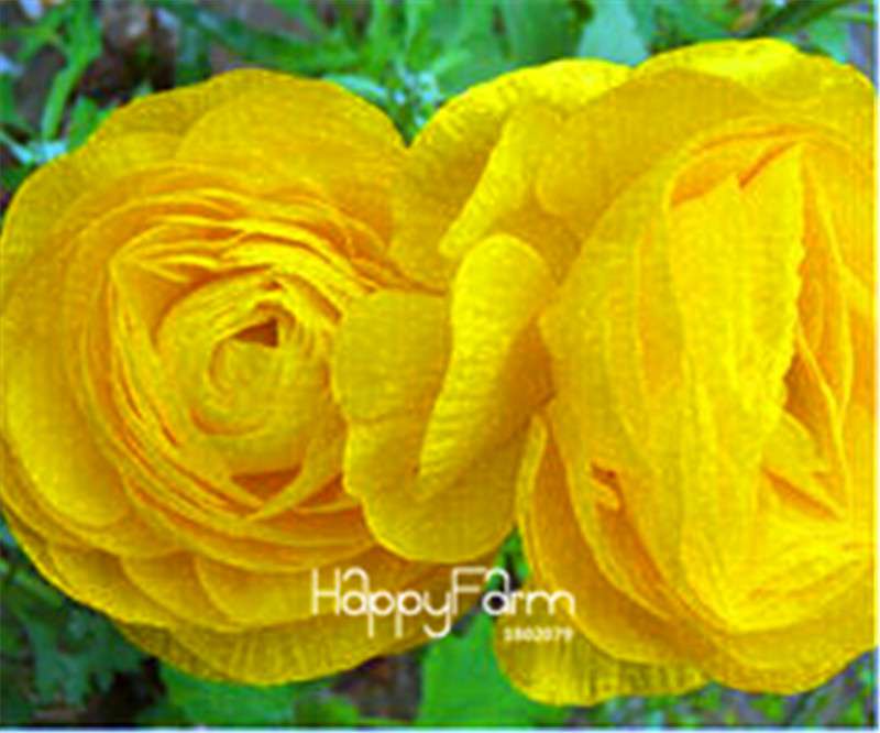 Ranunculus Asiaticus Bonsai Flower Seeds - DIY Home Garden Planting Kit