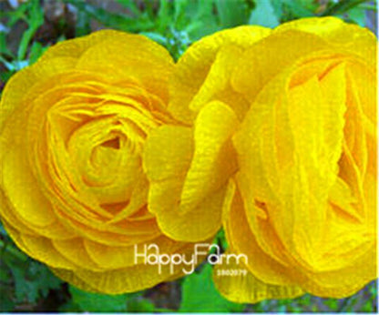 Ranunculus Asiaticus Bonsai Flower Seeds - DIY Home Garden Planting Kit
