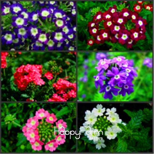 Colorful Verbena Hybrida Seeds - Vibrant Bonsai Flower Seeds for Home Garden Planting
