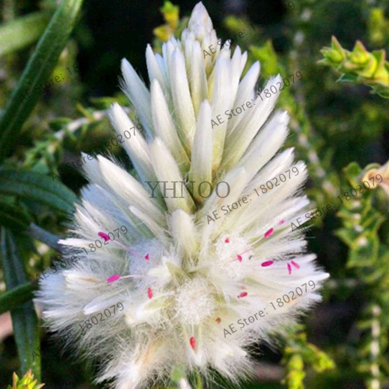 Buy Rare Ptilotus Exaltatus (Joey) Seeds - Australian Foxtail Flower for Your Garden