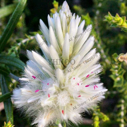 Buy Rare Ptilotus Exaltatus (Joey) Seeds - Australian Foxtail Flower for Your Garden