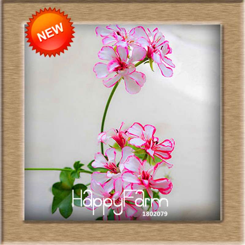 Pelargonium Peltatum Seeds - Geranium Flower Seeds, 17 Colors, Perennial Blooms for Garden & Containers