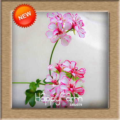 Pelargonium Peltatum Seeds - Geranium Flower Seeds, 17 Colors, Perennial Blooms for Garden & Containers