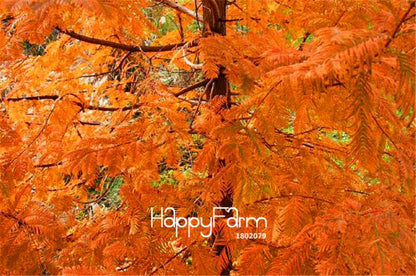 Metasequoia Glyptostroboides Seeds - Rare Dawn Redwood Bonsai Tree Seeds for Planting