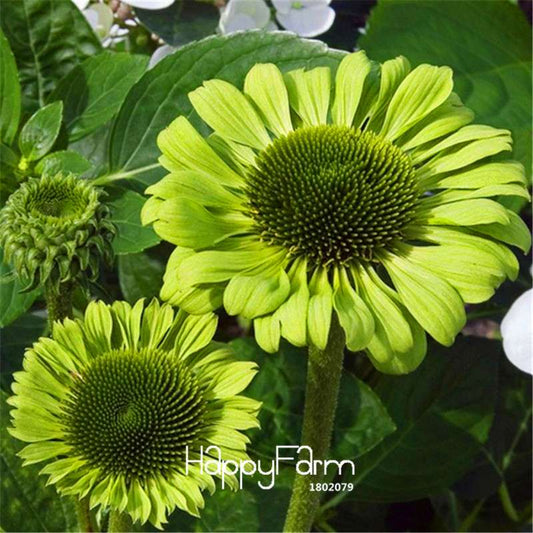 Echinacea Green Jewel Seeds - Rare Green Coneflower for Garden & Indoor Planting