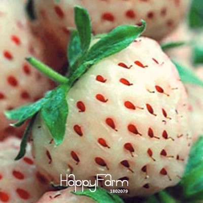 White Strawberry Seeds - Fresh, Sweet & Easy to Grow for Home Garden
