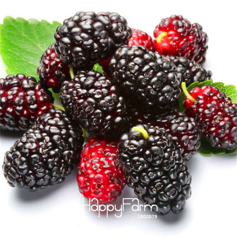 Black Mulberry Seeds for Planting - Grow Your Own Morus Nigra Tree, DIY Home Bonsai & Garden