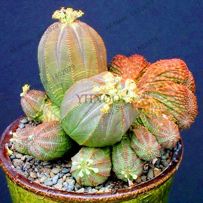 Basketball Cactus Seeds (Euphorbia obesa) - Unique Succulent Plant for Garden, Bonsai & Home Decor