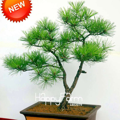 Osaka Bonsai Pine Tree Seeds - Japanese Ornamental Potted Plant for Home & Garden