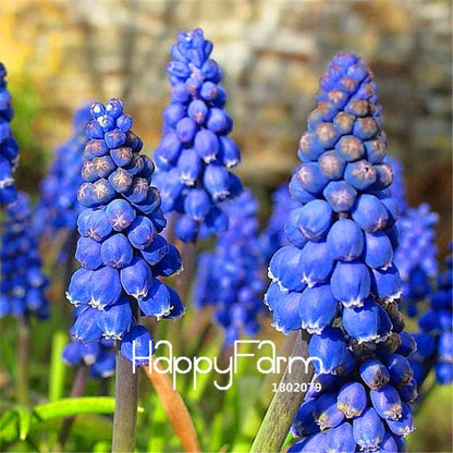 Blue Violet Grape Hyacinth Seeds - Vibrant Potted Flowers for Garden & Home Decor | Fast US Shipping