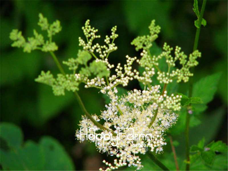 Meadowsweet Bonsai Seeds - Easy to Grow, Fast Blooming Flower Seeds for Home & Garden Planting