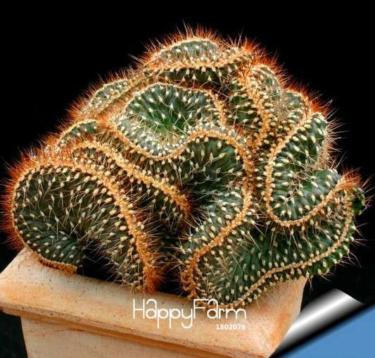 Mini Cactus Seeds (Astrophytum) - Rare Succulent Plants for DIY Home Garden - Exotic Flower Seeds