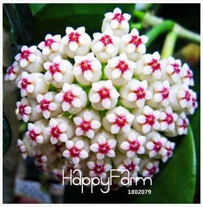 Buy Hoya Carnosa Seeds - for Home Garden, Potted Flower Seeds, Easy to Grow