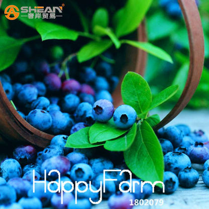 Blueberry Seeds for Planting - Non-GMO, Fast-Growing Fruit Plants for Home Garden & Bonsai (Purple Vaccinium)