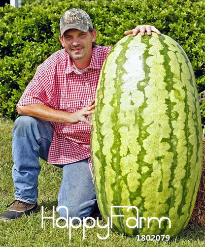 Rare Chinese Watermelon Seeds - Sweet Fruit Bonsai Plants, for Home Gardening