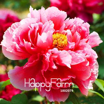 Yellow Peony Seeds for Planting - Potted Bonsai Flower Seeds for Home Garden