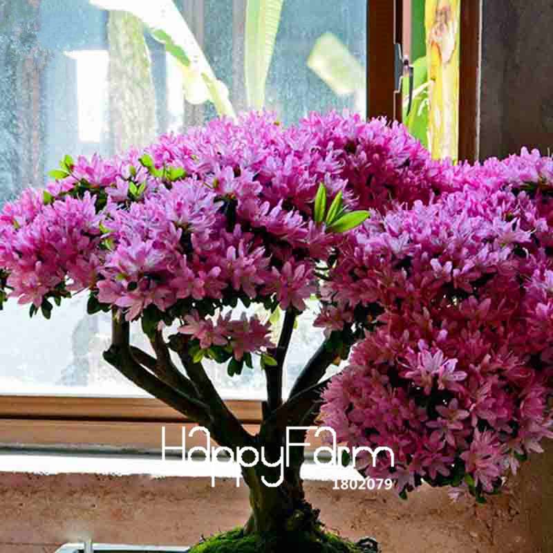 Azalea Flower Seeds - Vibrant Indoor Bonsai Plants for Home & Garden | Easy to Grow