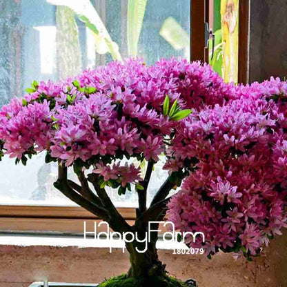 Azalea Flower Seeds - Vibrant Indoor Bonsai Plants for Home & Garden | Easy to Grow