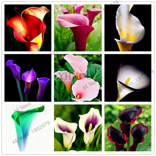 Calla Lily Seeds - Rare Perennial Bonsai Plant for Home, Garden & Wedding Bouquets | Gift Flowers