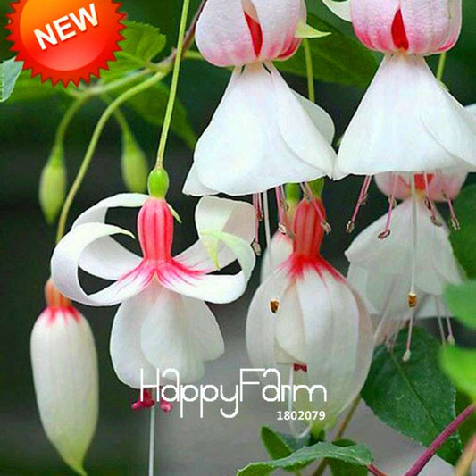 White Fuchsia Flower Seeds - Vibrant Hanging Potted Plants for Home & Garden | Fast-Growing