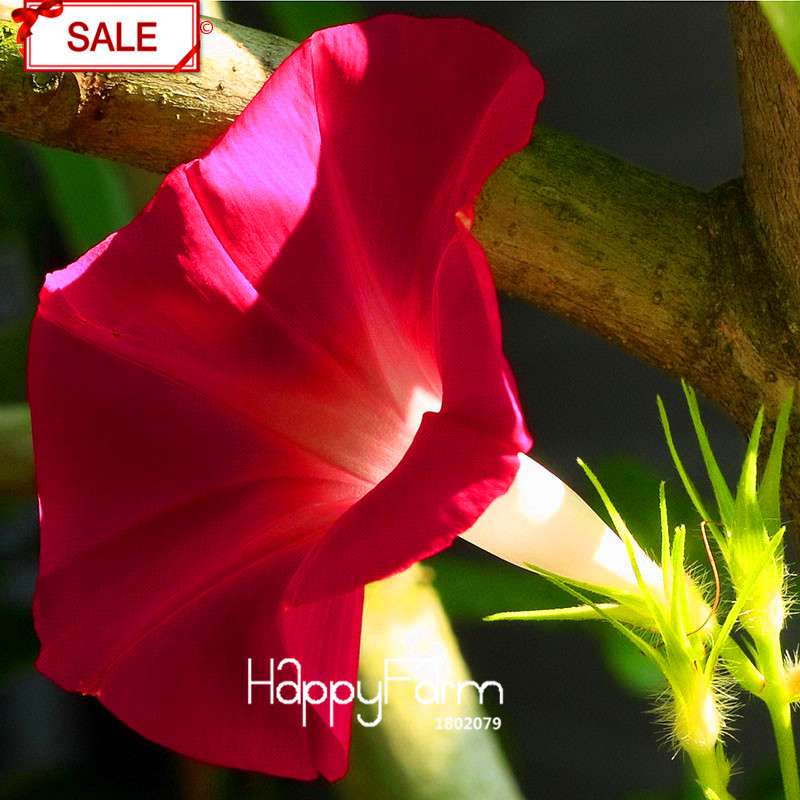 Morning Glory Seeds - Crimson Ipomoea Nil - Fast Blooming Chinese Flower Seeds for Garden
