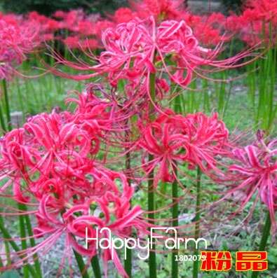 Lycoris Seeds for Planting - Perennial Garden Flowers, Easy-Grow Potted Plant Seeds for Home Gardening