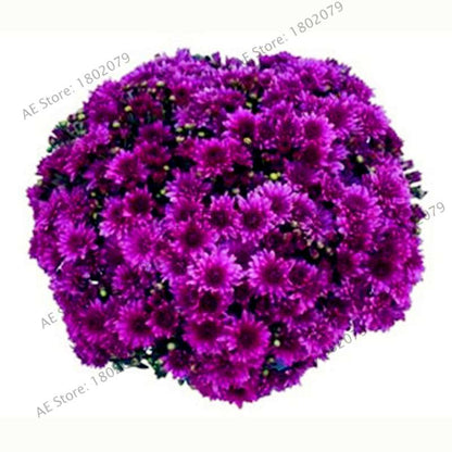Rare Ground-Cover Chrysanthemum Seeds - Easy-Grow Perennial Bonsai Flowers for Home & Garden