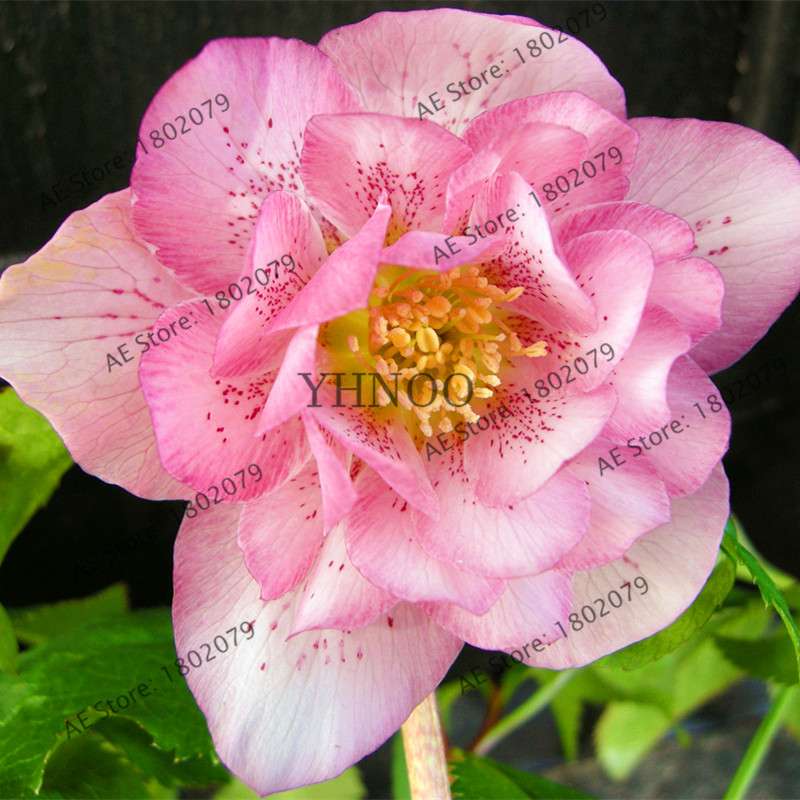 Christmas Rose Seeds (Helleborus Niger) - for Home, Courtyard & Bonsai Planting | Novelty Plant Gift