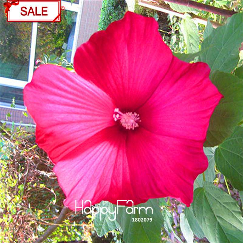 Red Giant Hibiscus Seeds - for Planting, DIY Home Garden Bonsai, Vibrant Blooming Flowers