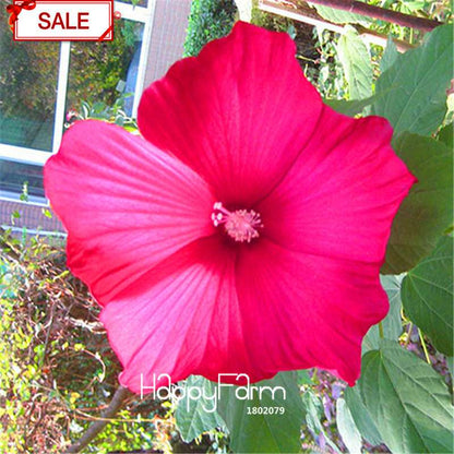 Red Giant Hibiscus Seeds - for Planting, DIY Home Garden Bonsai, Vibrant Blooming Flowers