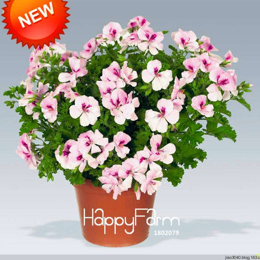 White & Purple Geranium Seeds Perennial Flower - Pelargonium Peltatum for Garden Planting