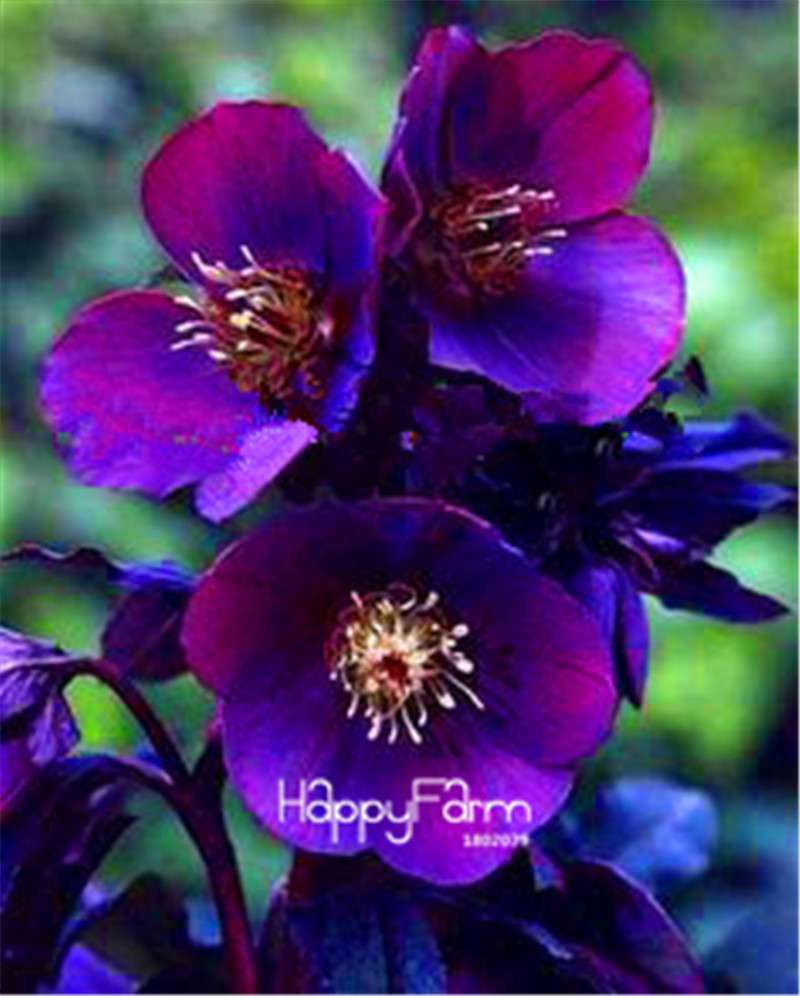 Helleborus Seeds for Bonsai - Grow Exotic Japanese Flowers at Home | DIY Garden Kit