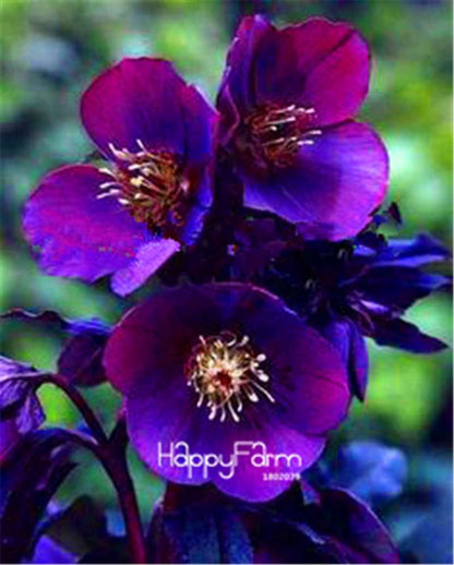 Helleborus Seeds for Bonsai - Grow Exotic Japanese Flowers at Home | DIY Garden Kit