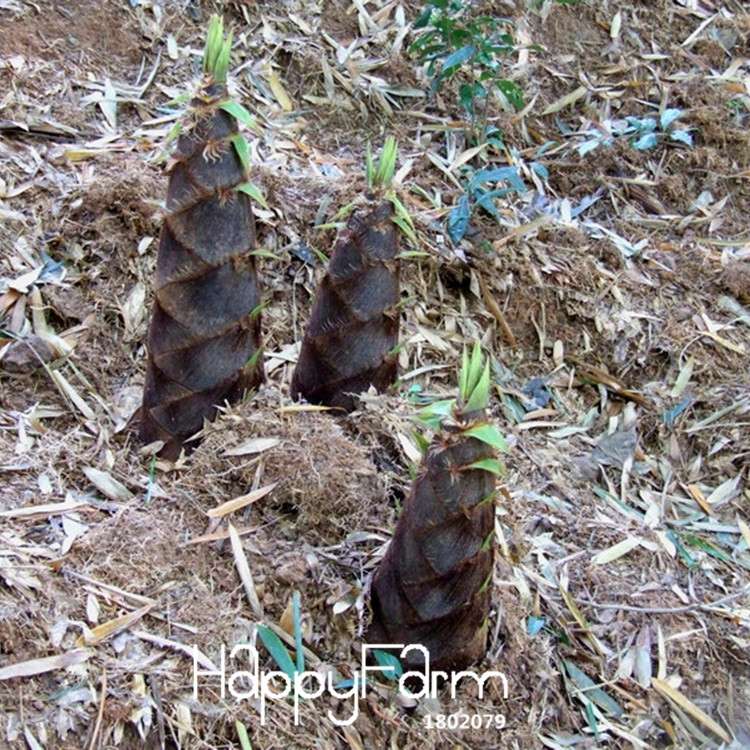 Rare Purple Bamboo Seeds - Lucky Decorative Garden Plants for Home & Office | Fast Growth