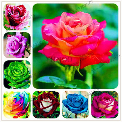 Rare Mixed Color Rose Seeds - Rainbow, Black, Blue - Bonsai Flower Seeds for Home Garden Planting