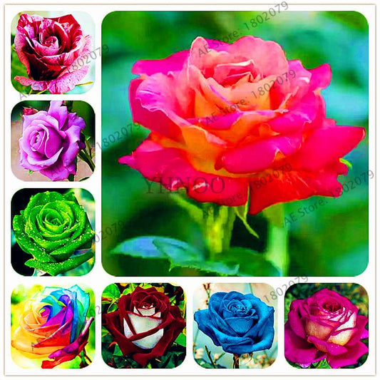 Rare Mixed Color Rose Seeds - Rainbow, Black, Blue - Bonsai Flower Seeds for Home Garden Planting