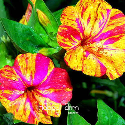 18 Varieties Jasmine Seeds - Fragrant & Ornamental Flowers for Garden Planting, Chinese Charm