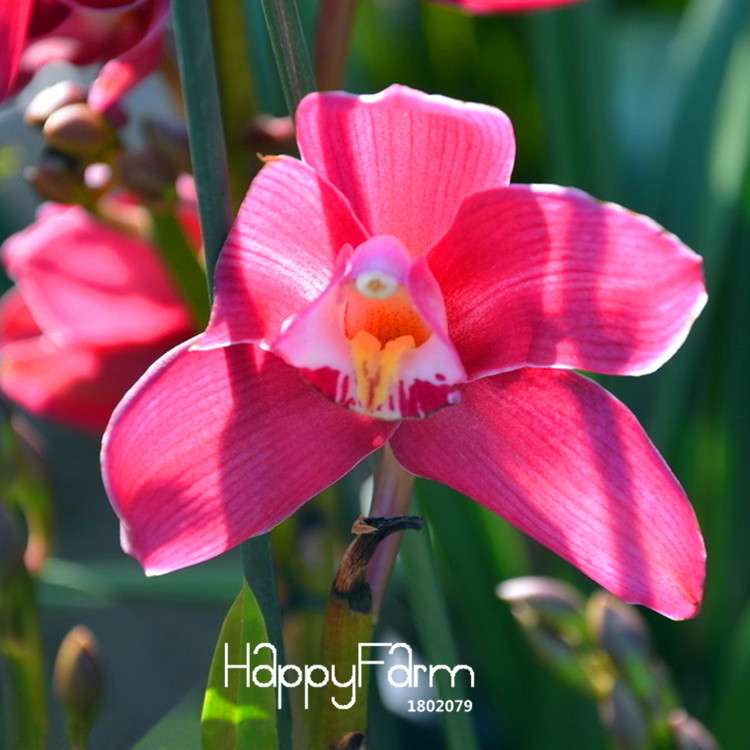 Pink Cymbidium Orchid Seeds - for Balcony Planting, Vibrant Potted Flower Seeds for Home Garden