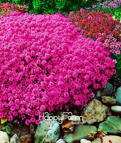 Red Rock Cress Seeds - Perennial Deer-Resistant Flowers for Garden | Fast Shipping