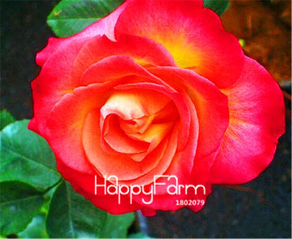 Rose Flower Seeds - Perennial, Easy to Grow, Blooms All Seasons - Planting Guide Included