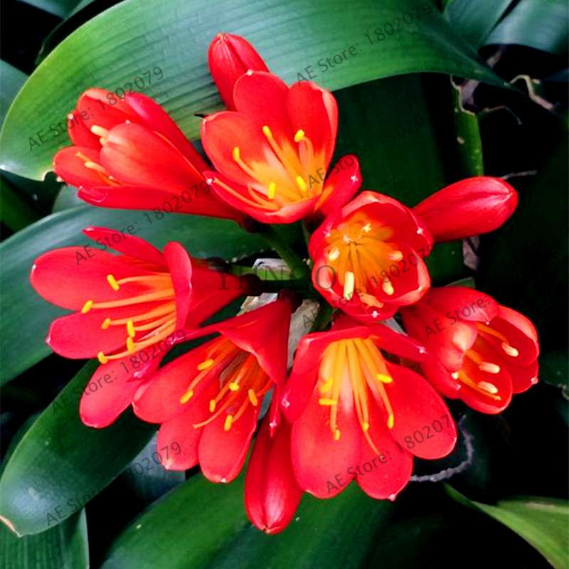 Chinese Clivia Seeds - Exotic Bonsai Flower for Home & Garden | Fast-Growing, Beautiful Blooms