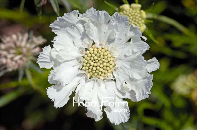 Scabiosa Pincushion Flower Seeds - Perennial Garden & Bonsai Blooms | Fast US Shipping