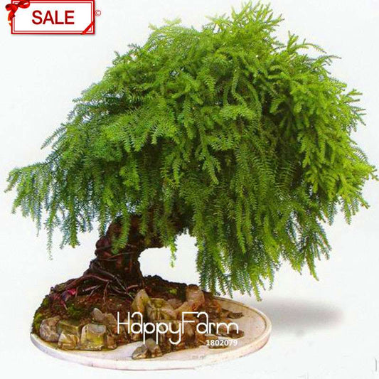 Asparagus Setaceus Seeds - Lucky Bamboo for Home, Pots & Indoor Plants